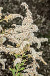 Canada goldenrod